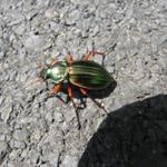 ein schöner glänzender farbiger Käfer