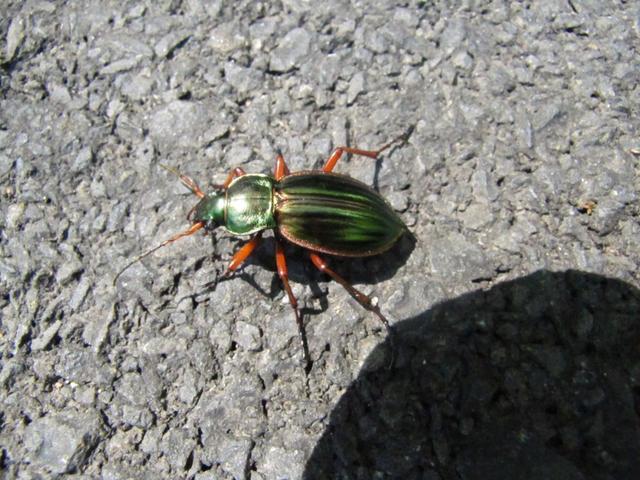 ein schöner glänzender farbiger Käfer