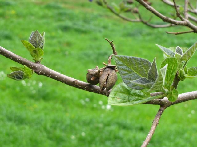 und die Früchte davon