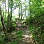 der Weg verläuft durch schöne Wälder