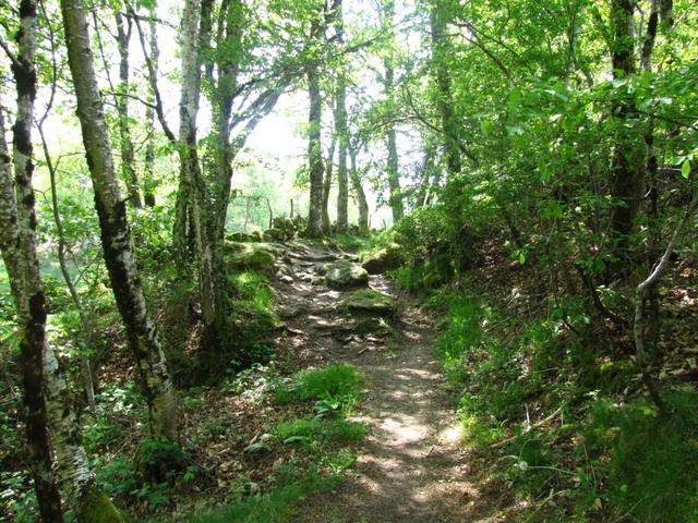 der Weg verläuft durch schöne Wälder