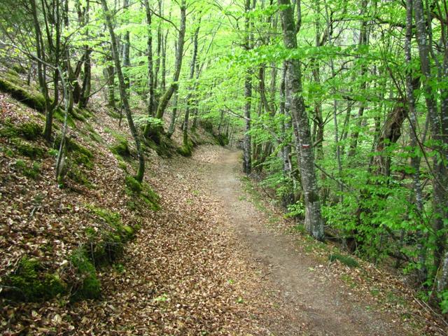 wir geniessen jedesmal den Vogelgesang, den wir im Wald zu hören bekommen