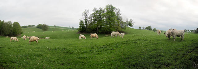 Breitbildfoto weidende Kühe