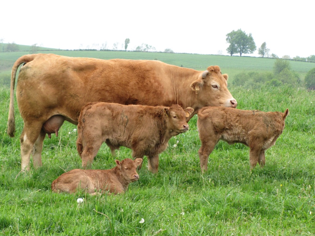 schöne Kühe und Kälber am Wegesrand