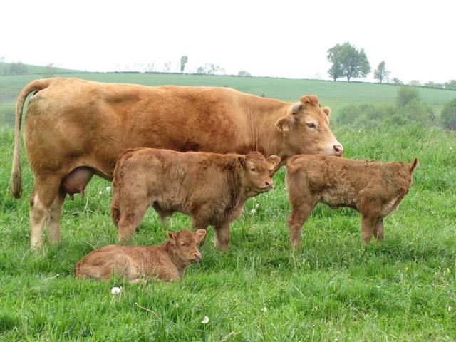 schöne Kühe und Kälber am Wegesrand