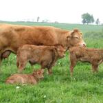 schöne Kühe und Kälber am Wegesrand