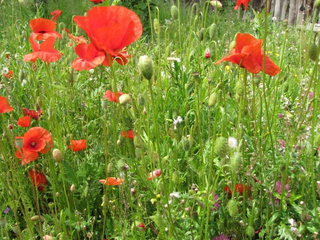 so schön, blühender Mohn