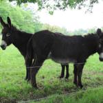 zwei Esel schauen uns neugierig an