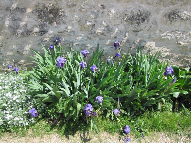 schöne Lilien am Wegesrand