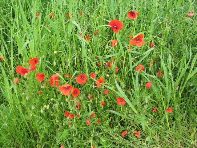 schöner Mohn am Wegesrand