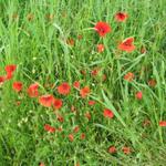 schöner Mohn am Wegesrand