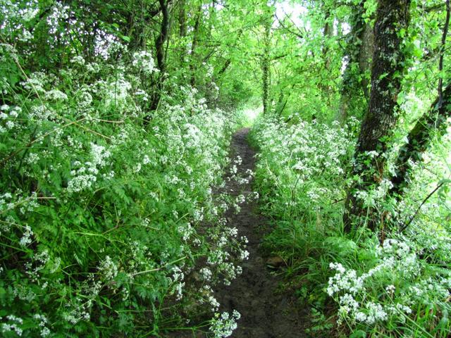 auch heute führt der Weg über schöne Waldstücke