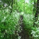 auch heute führt der Weg über schöne Waldstücke