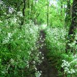 auch heute führt der Weg über schöne Waldstücke