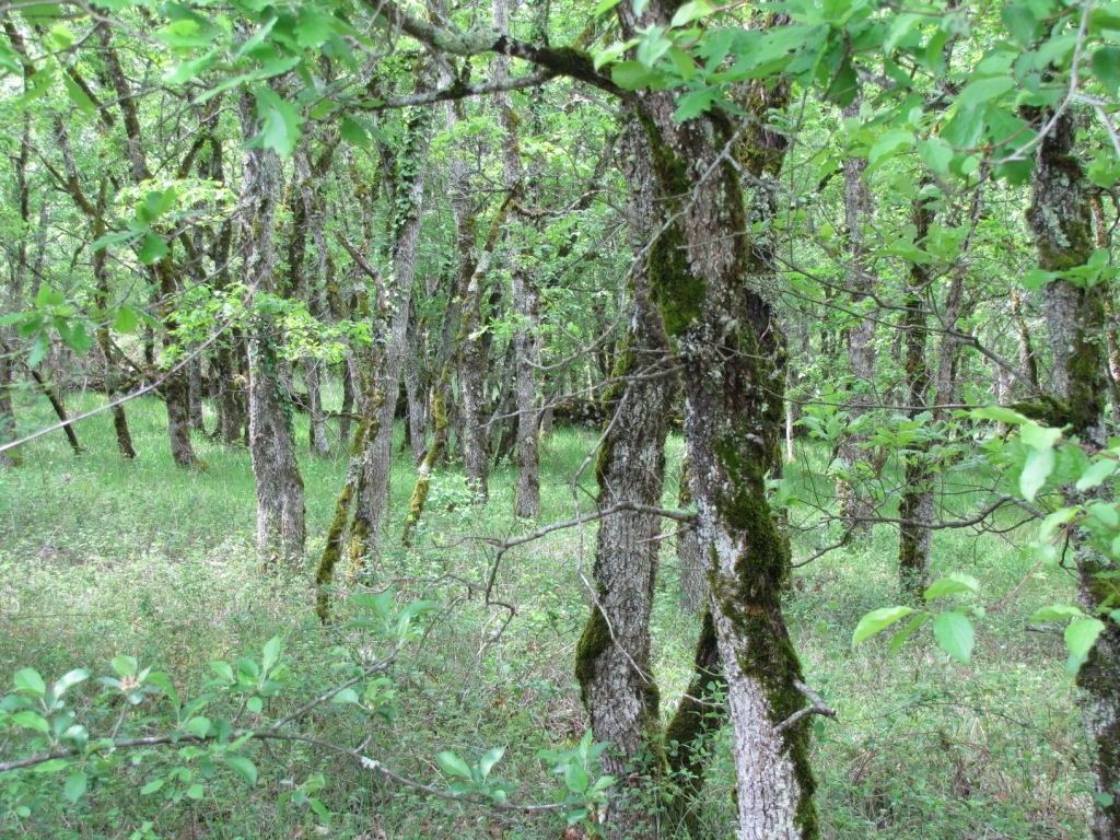 niedere Eichenwälder und