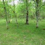 Stundenlang, läuft man durch solche Eichenwälder