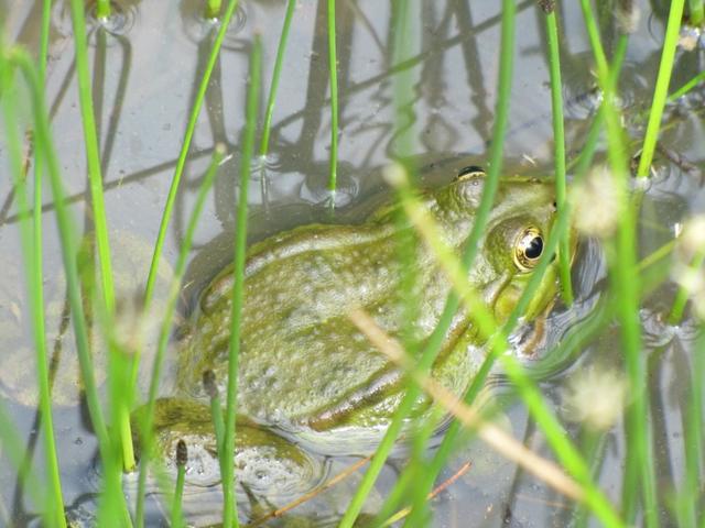 ein schöner Frosch in einem Teich