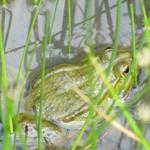 ein schöner Frosch in einem Teich