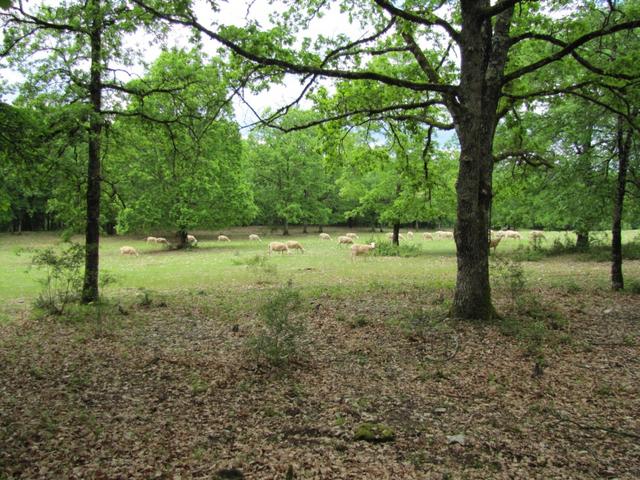 auf der steppenartigen Landschaft, weiden Schafe