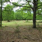 auf der steppenartigen Landschaft, weiden Schafe