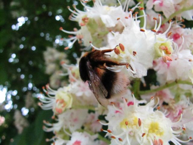 ein Hummel saugt den Nektar von einer Rosskastanienblüte