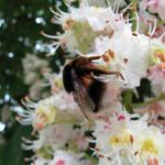 ein Hummel saugt den Nektar von einer Rosskastanienblüte