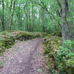 die Wälder bestehen in dieser Region ausnahmslos aus einer bestimmten Eiche, und das wegen dem Trüffel