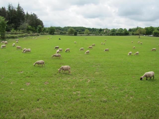 in den Eichenwälder oder auf Wiesen weiden Schafen