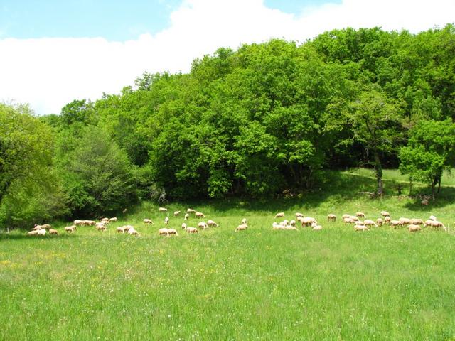 überall hat es Schafe. So muss in den Wälder nicht gemäht werden