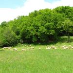 überall hat es Schafe. So muss in den Wälder nicht gemäht werden