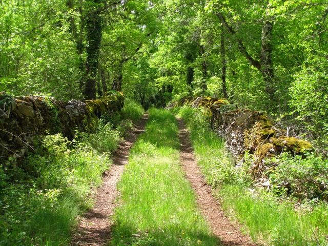 auf schönen Wegen führt der Weg Richtung Bach