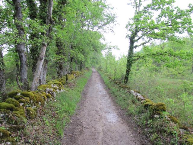 fast kerzengerade führt die alte Römerstrasse "Cami Ferrat" durch die Causse