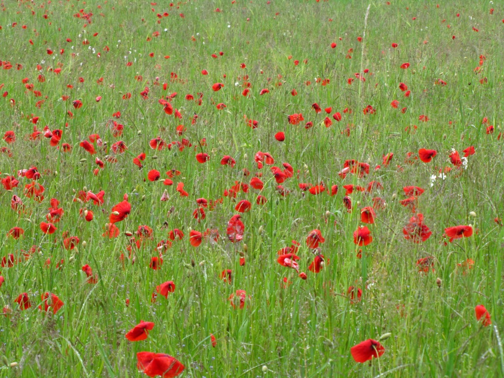 blühender Mohn