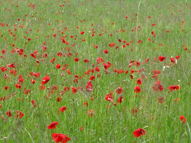 blühender Mohn