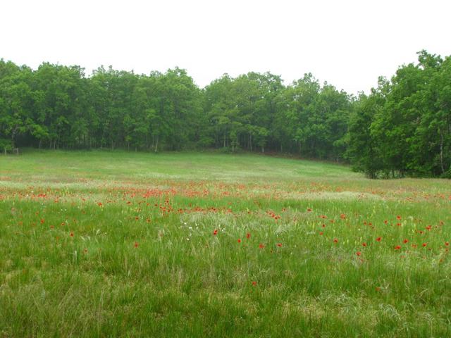 eine ganze Wiese übersät mit blühendem Mohn