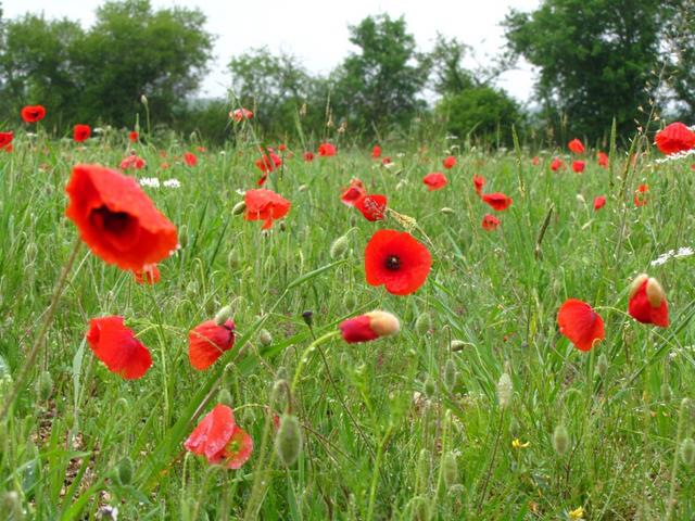 Blühender Mohn so schön