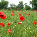 Blühender Mohn so schön