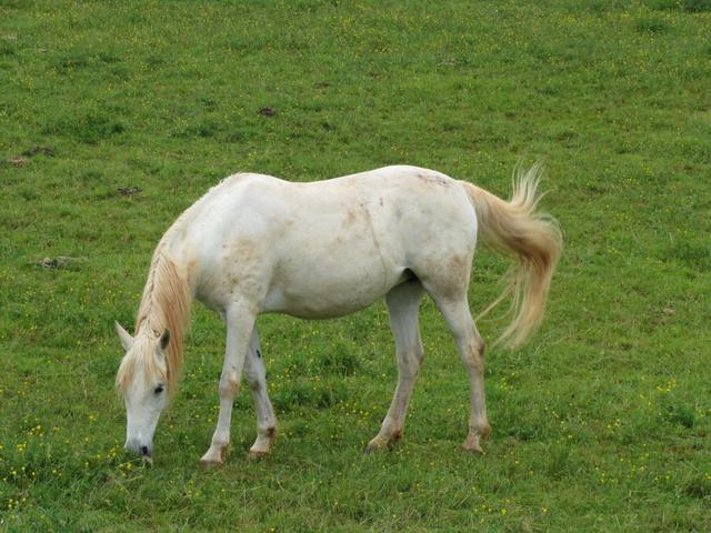 ein schönes Pferd weidet auf einer Weide