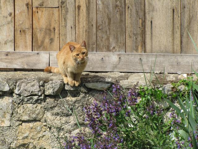 die Katze lässt das Mausen nicht