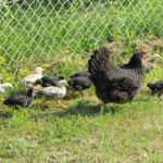 da hat das Huhn viel zu tun, um die kleinen zusammenzuhalten