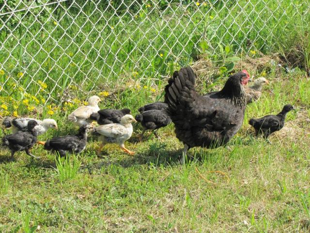 da hat das Huhn viel zu tun, um die kleinen zusammenzuhalten