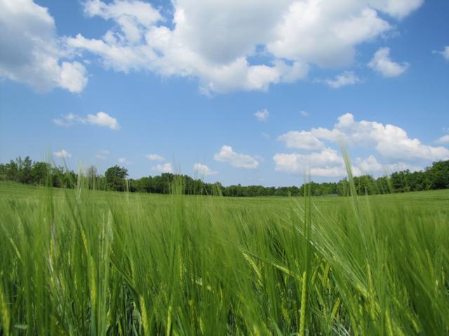 bei so einem Wetter wächst der Korn sehr schnell