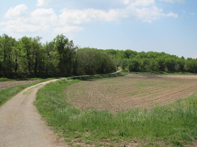 wir sind im Gebiet mit dem Namen "Quercy Blanc" wegen dem Kreidekalk im Boden