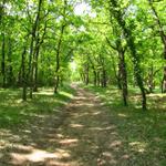 der Weg führt wie oft auf dem Jakobsweg, durch schöne Wälder