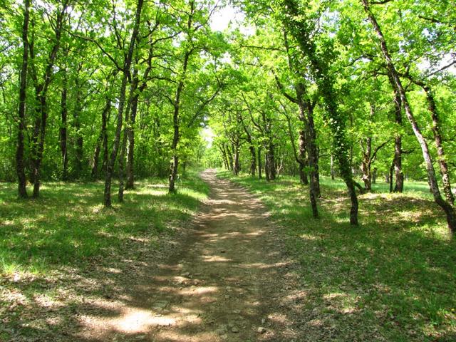 der Weg führt wie oft auf dem Jakobsweg, durch schöne Wälder