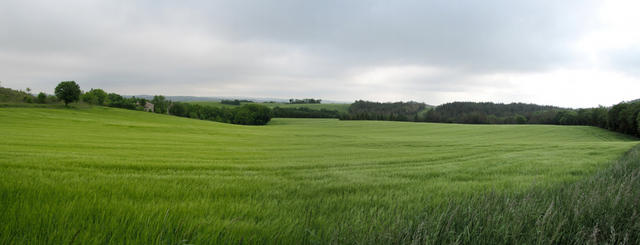 Breitbildfoto von einem Kornfeld