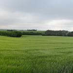 Breitbildfoto von einem Kornfeld