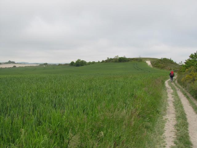 auf einem Höhenzug führt der Weg alles geradeaus Richtung Montcuq