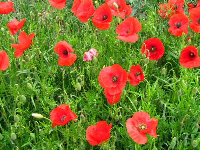 schöner Mohn am Wegesrand