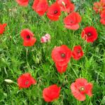 schöner Mohn am Wegesrand